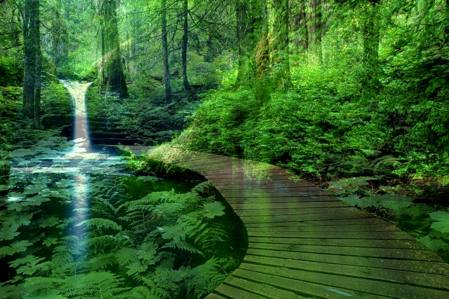 Pet Background